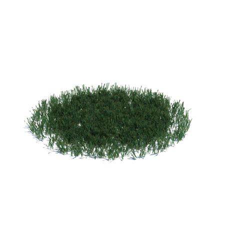 Evermotion Archmode 草地植物 简单的大草