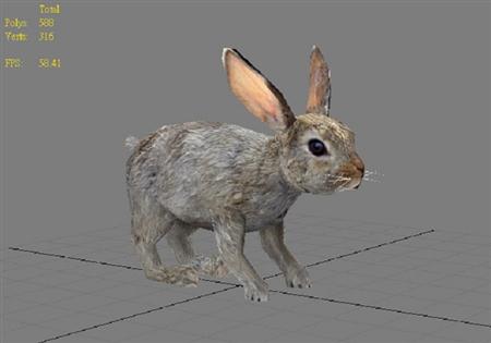 普通的兔子 common hare