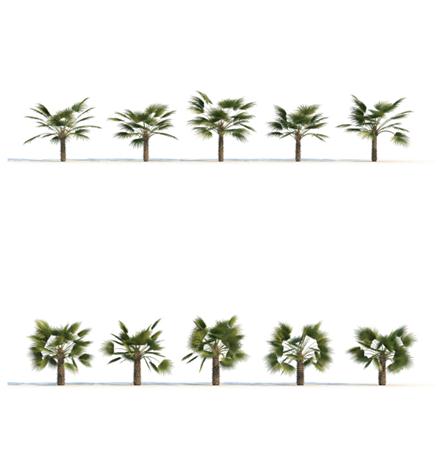 热带树木模型合集