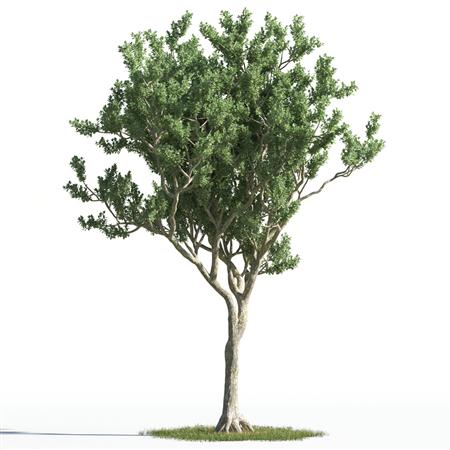绿色植物合集 各类树木 黄杨树 学名：Buxus sinica (Rehd. et Wils.) Cheng  又名乌龙木、万年青，常绿植物