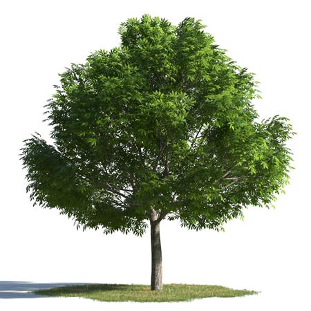 绿色植物合集 各类树木 常绿乔木