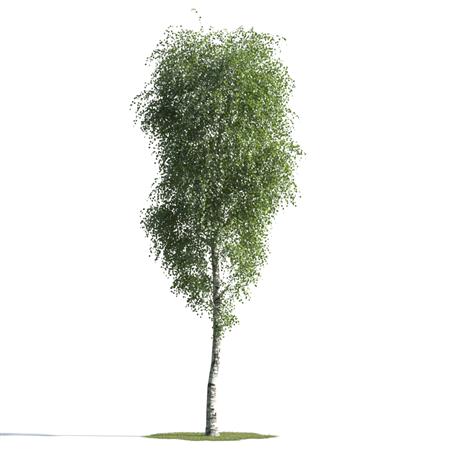 绿色植物合集 各类树木 白桦树