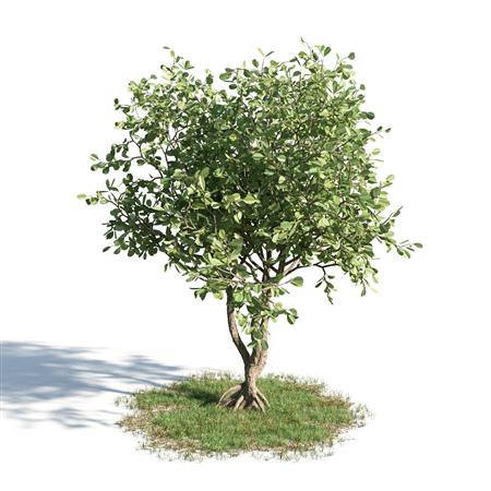绿色植物套系 树木 书带木 Clusia rosea