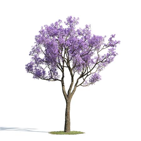绿色植物套系 树木 蓝花楹 Jacaranda Mimosifolia