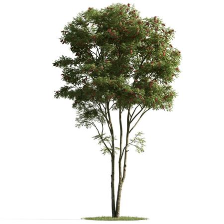 精美树木模型系列 树木模型01