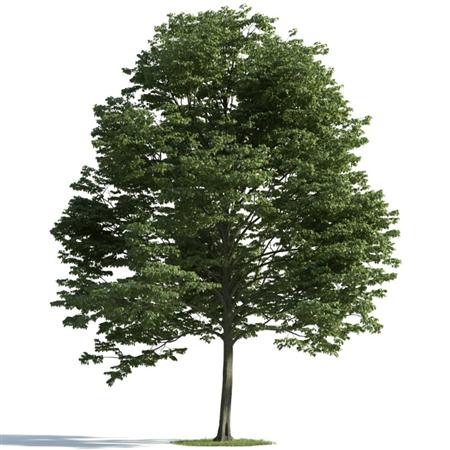 精美树木模型系列 树木模型10