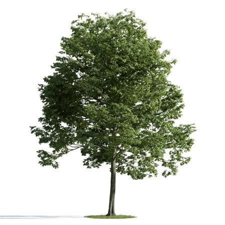 精美树木模型系列 树木模型11