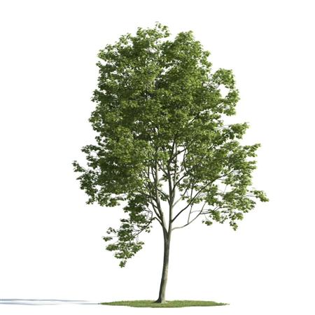 精美树木模型系列 树木模型13