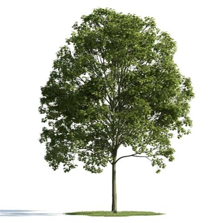 精美树木模型系列 树木模型14