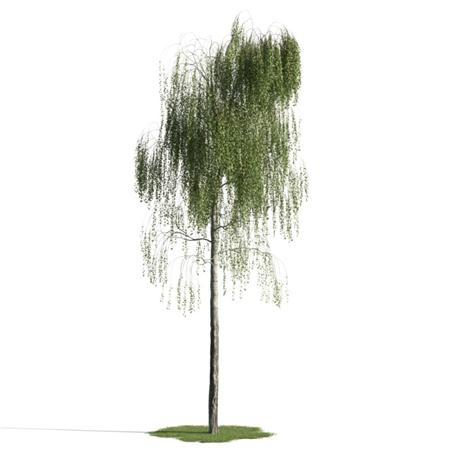 精美树木模型系列 树木模型16