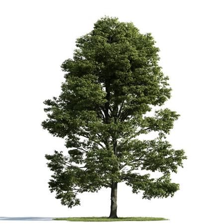 精美树木模型系列 树木模型53