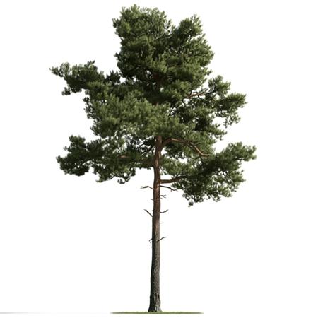 精美树木模型系列 树木模型35