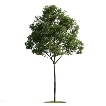 精美树木模型系列 树木模型38