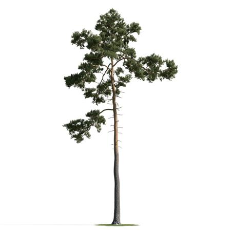 精美树木模型系列 树木模型44