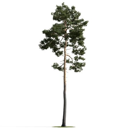 精美树木模型系列 树木模型45