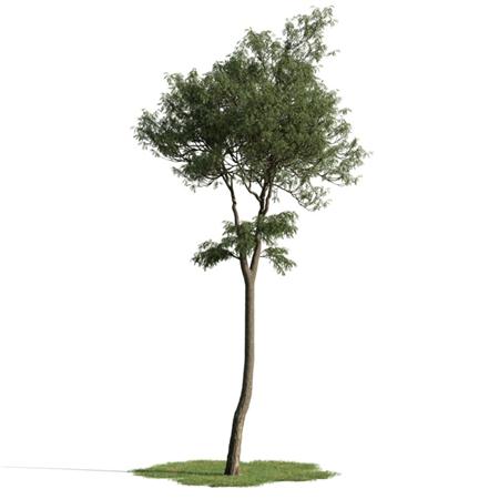 精美树木模型系列 树木模型46