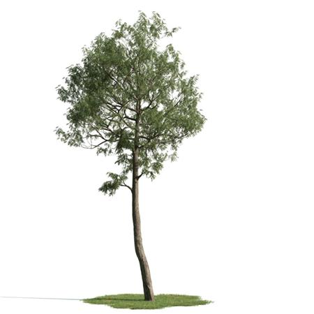 精美树木模型系列 树木模型47
