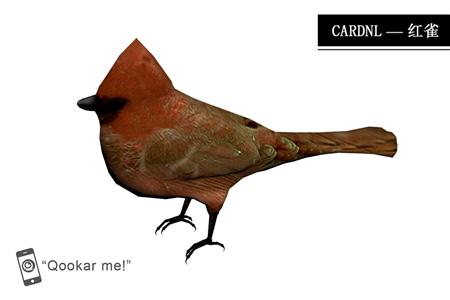 北美红雀 cardinal bird