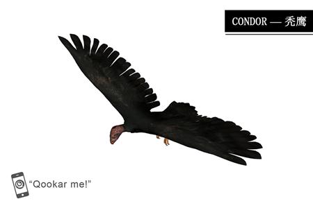 秃鹰 condor