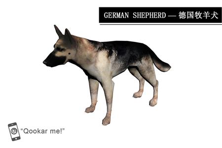 德国牧羊犬 German shepherd