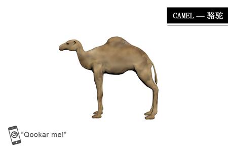 骆驼 camel