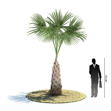 箬棕榈 4米高成长期