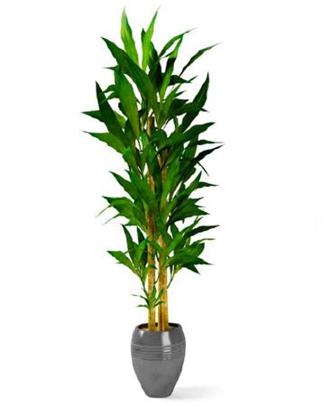 竹子盆栽模型